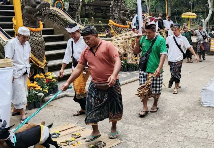 Desa Adat Semaon  Gelar Upacara Ngusaba Dewa Menyucikan Jagat, Menyatukan Bhakti dan Kebersamaan”